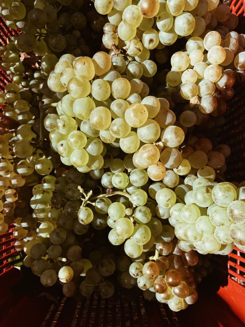 Le cépage Vermentinu du domaine viticole en Corse-du-Sud