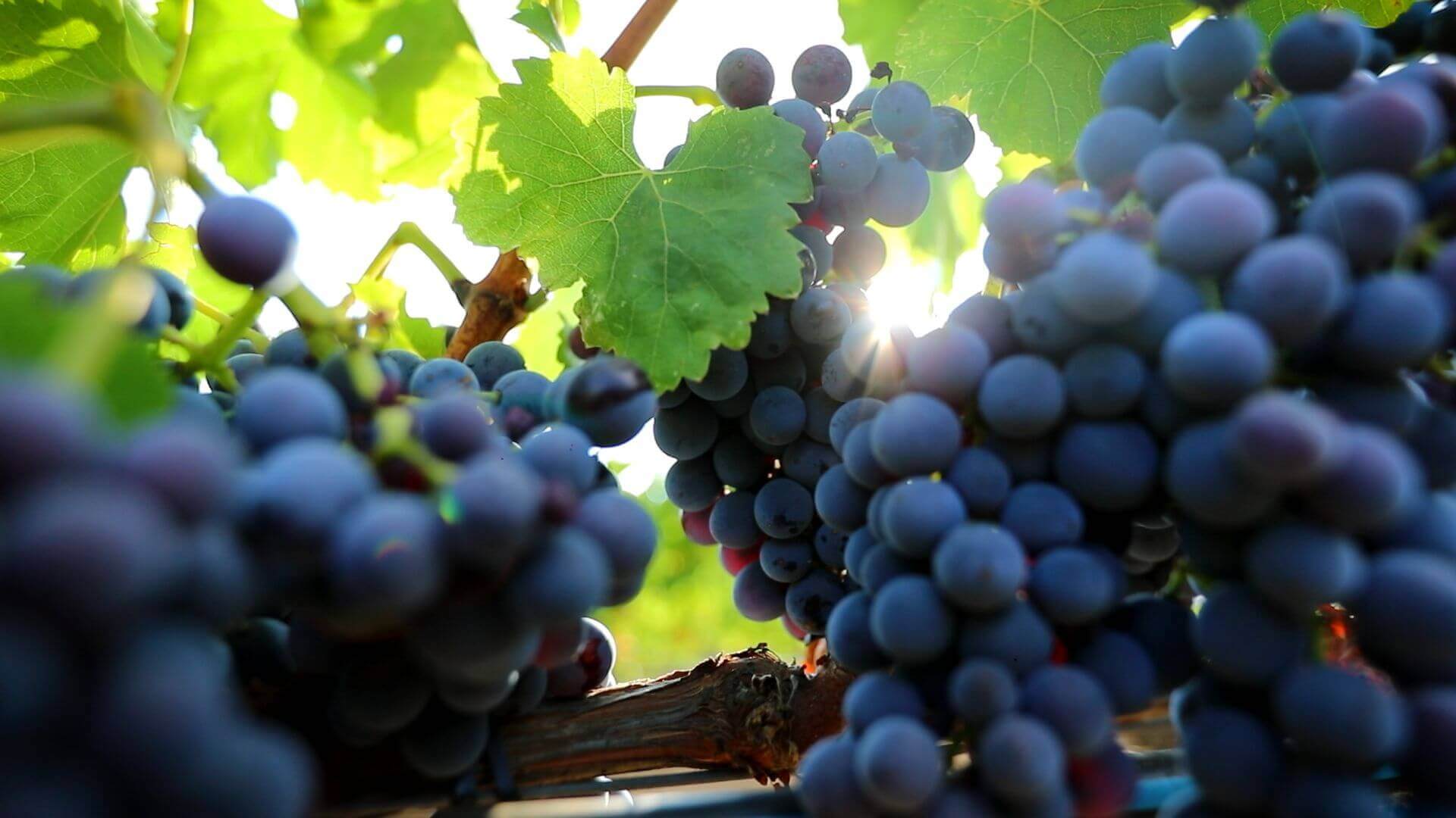 Le cépage Sciaccarellu du domaine viticole en Corse-du-Sud