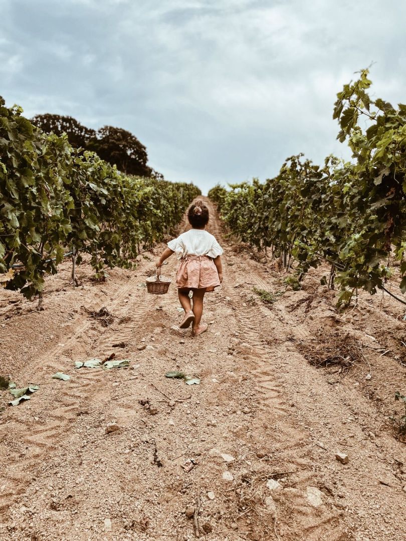 Le vignoble du domaine viticole en Corse-du-Sud