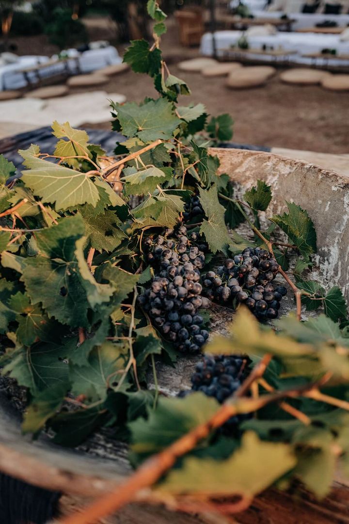 Le cépage Nielluccio du domaine viticole en Corse-du-Sud